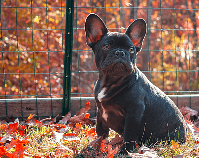 Wellington Temporary Fence Hire & Sales. Price & Service Guarantee.  Commercial + Residential + Special Event Fencing Solutions.  Swimming Pool + Dog run temporary or semi-permanent fencing.