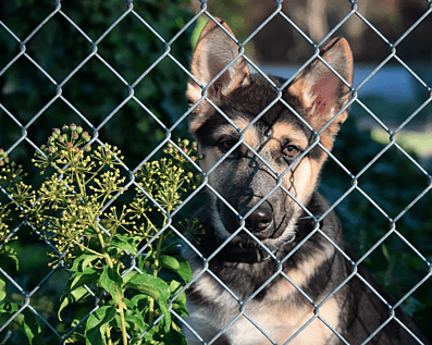 Wellington Temporary Fence Hire & Sales. Price & Service Guarantee.  Commercial + Residential + Special Event Fencing Solutions.  Swimming Pool + Dog run temporary or semi-permanent fencing.