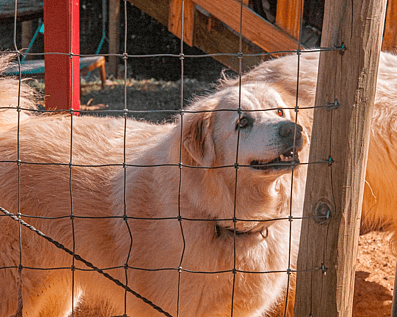 Wellington Temporary Fence Hire & Sales. Price & Service Guarantee.  Commercial + Residential + Special Event Fencing Solutions.  Swimming Pool + Dog run temporary or semi-permanent fencing.