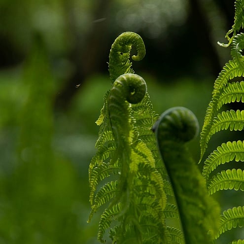 photo of a koru plant