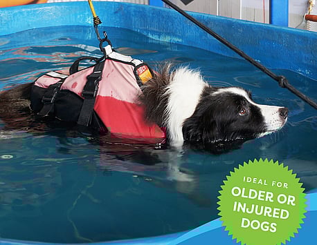 Hydrotherapy for Dogs Auckland