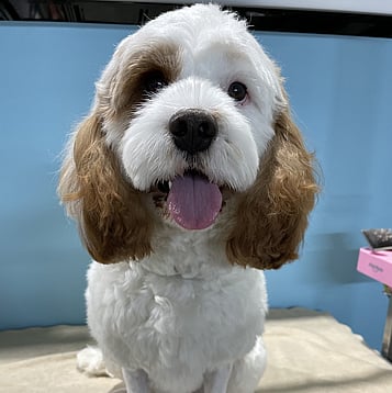 Dog grooming Auckland