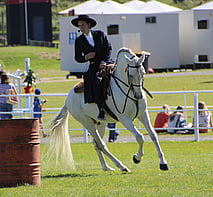 Lusitano Stallion