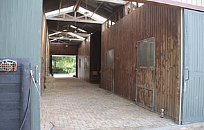 Lusitano 