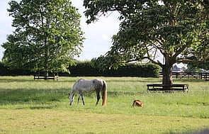 Lusitano 