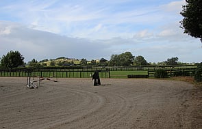 Lusitano 