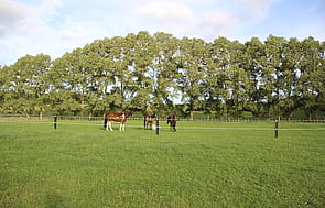Lusitano 