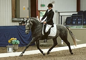 Lusitano Stallion