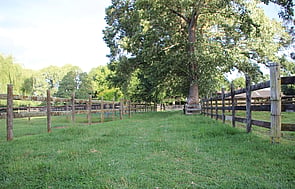 Lusitano Stallion