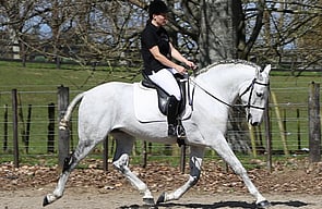 Lusitano Stallion