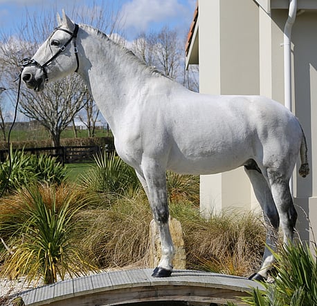 Lusitano Stallion 