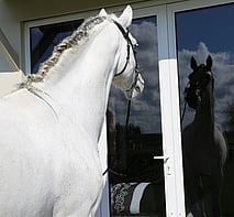 Lusitano Stallion