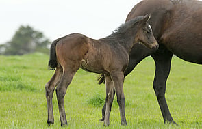 Preferment - Sleek