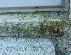 MOULD