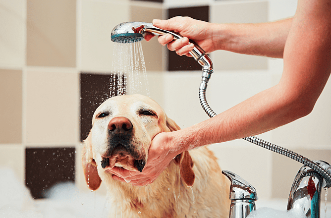 Dog being washed with warm water from a handheld shower
