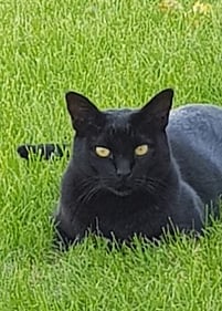 Custom Diamond Paintings McBride