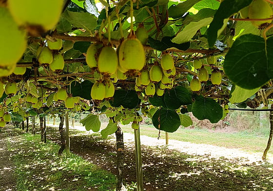 Orchard Spreading