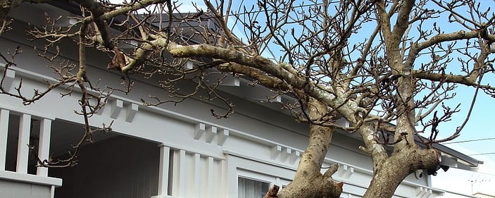 Mt Eden 1908 bungalow exterior paintwork by Wall Treats Master painters Auckland