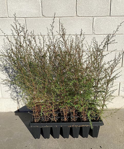 Fast growing tree with small scented leaves. White flowers. Attracts birds and bees. Thrives on moist sites. Avoid heavy frosts. Growth rate- Medium- Fast. Height when mature- 4m.