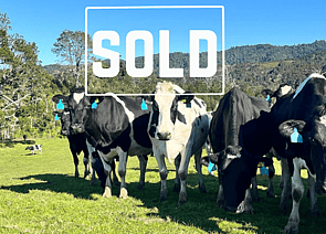 120 x Friesian Early Calving Autumn Cows. DTC from 05/03 - SOLD! - BW: 82, PW: 132Sam Cowley, 021 263 2019