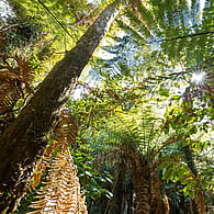 Forest canopy viewed from below, representing leadership, reflection and connection with nature