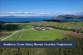 How Southern Cross Dairy Sheep's Genetics Programme at Waikino Station Sets Maui Milk Apart