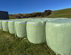 Baleage wrap: A cautionary tale of two cows