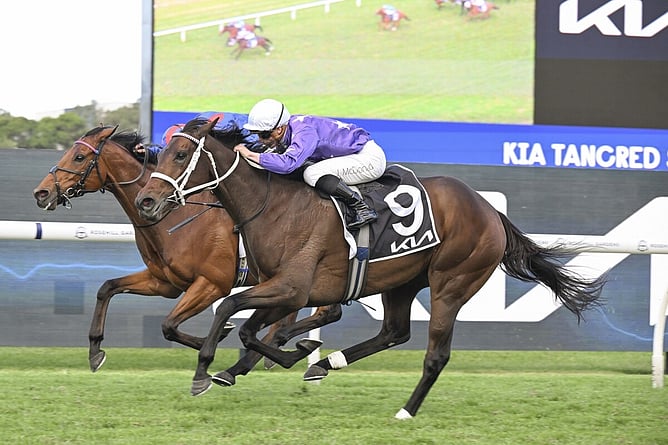 Aeliana showed true grit taking out the  Gr.1 Tancred Stakes (2400m) at Rosehill.  - Photo: bradleyphotos.com.au
