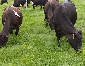 Use PCU to build a winter feed wedge