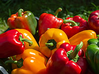 For all the latest gardening advice for August, visit Amber Garden Centre