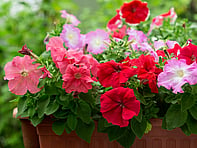 For all the latest gardening advice for January, visit Amber Garden Centre