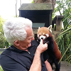 Red Pander Hamilton Zoo