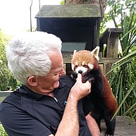 Red Pander Hamilton Zoo