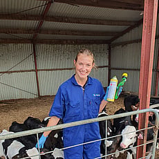 vet Jo and calf disbudding