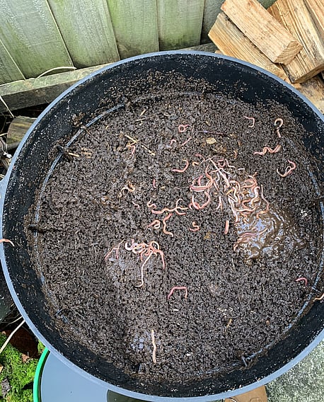 Worm Castings