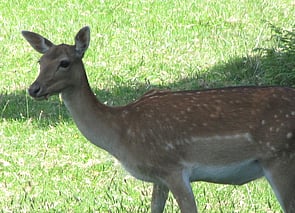 Fallow Deer Ruapehu