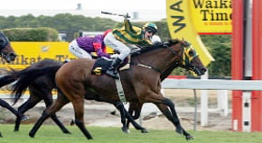 November Rain - Sold by Trelawney Stud