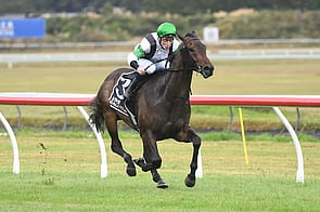 Witz End - Trelawney Stud Bred & Sold