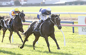 Campari - Trelawney Stud Bred & Sold