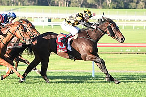 Excelida - Trelawney Stud Co-Bred & Sold