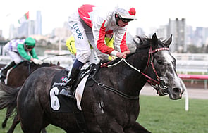 Master of Arts - Trelawney Stud Co-Bred & Sold