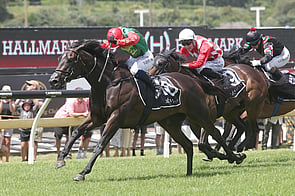 Vamos Bebe - Raced by Trelawney Stud