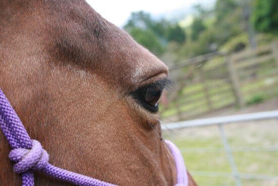 Rescue | Rodney Animal Rescue