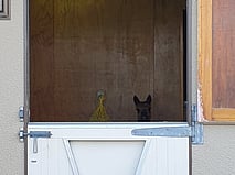 Donate a Service - Are you in a trade and would you be interested in donating your time to help us? We're always in need of tradies to help with different projects for the animals.