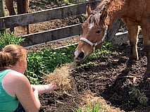 Hands on Volunteers - We need people to help muck out, feed out, and support out team on the ground. Scroll down for more information.