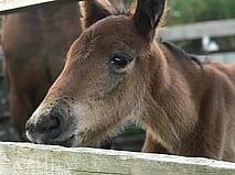 Help us Fundraise - Fundraising never ends. We always have feed and vet bills to pay. If you're able to help, please contact us.