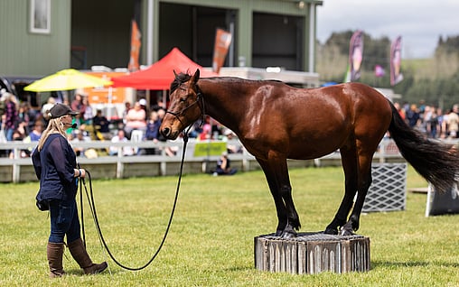 Kaimanawa Legacy Competition
