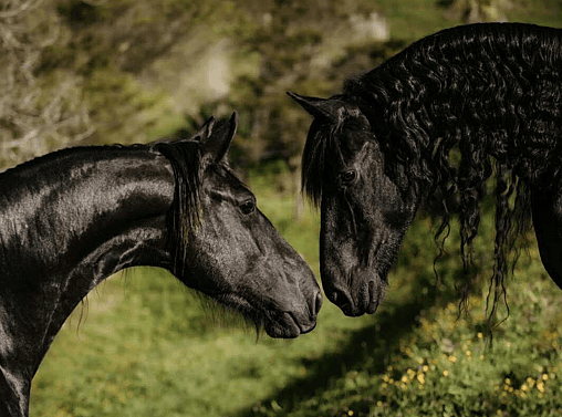 Rare Breeds Display
