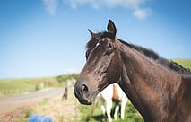 Thoroughbred Huntly
