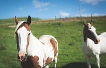 pinto horses